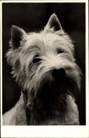 CPA Terrier, Hund, Hundeportrait - Other & Unclassified