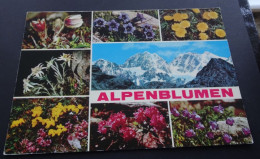 Alpenblumen - Garami, Milano - Natural Colours - Altri & Non Classificati