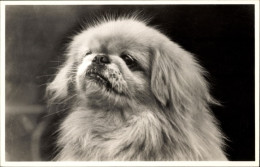 CPA Pekingese, Hund, Hundeportrait, Kopfstudie - Andere & Zonder Classificatie