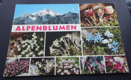 Alpenblumen - Garami, Milano - Natural Colours - Sonstige & Ohne Zuordnung