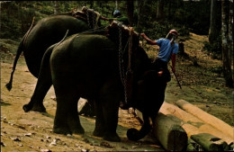 CPA Chiang Mai Thailand, Elefanten Heben Einen Schweren Teakholzstamm Im Wald - Cina