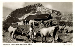 CPA Hochalt Gegen Die Alpspitze, Rinder, Gebirge - Sonstige & Ohne Zuordnung