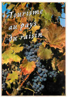 Vignes - Grappe De Raisins - Vendanges - Raisins - Vin - CPM - Voir Scans Recto-Verso - Vignes