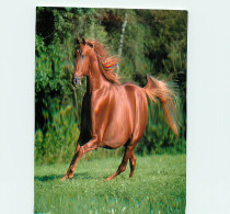 Format Spécial - 145 X 135 Mms - Animaux - Chevaux - American Saddlebred - Etat Léger Pli Visible - Frais Spécifique En  - Caballos