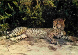 Animaux - Fauves - Guépard - Kenya - Cheetah - Cheetah - CPM - Carte Neuve - Voir Scans Recto-Verso - Otros & Sin Clasificación