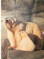 Animaux - Ours - Ours Blanc - Bear - CPM - Voir Scans Recto-Verso - Beren