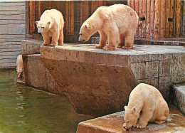 Animaux - Ours - Zoo Antwerpen Anvers - Ours Polaire - Zoo - Bear - CPM - Voir Scans Recto-Verso - Beren