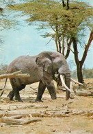 Animaux - Eléphants - Eléphant Africain - CPM - Voir Scans Recto-Verso - Elefanten