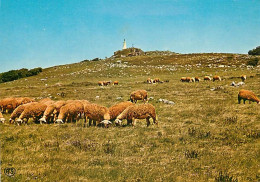 Animaux - Moutons - Environs De Lacaune Les Bains - Pâturage Au Pied Du Pic Du Montalet à 1266 M. D'altitude - CPM - Voi - Otros & Sin Clasificación
