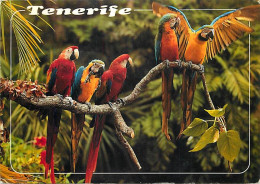 Animaux - Oiseaux - Perroquet - Ténérife - Loros De Tenerife - CPM - Voir Scans Recto-Verso - Birds