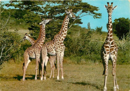 Animaux - Girafes - East Africa - African Wildlife - Voir Timbre Du Kenya - Etat Léger Pli Visible - CPM - Voir Scans Re - Jirafas
