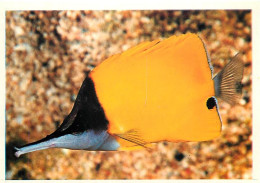 Animaux - Poissons - Aquarium De La Rochelle - 4 - Forcipiger Longirostris (Indo-Pacifique) - Carte Neuve - CPM - Voir S - Fish & Shellfish