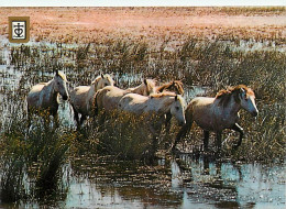 Animaux - Chevaux - Camargue - Chevaux Camarguais Dans Les Etangs - Carte Neuve - CPM - Voir Scans Recto-Verso - Horses