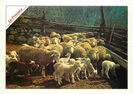 Animaux - Moutons - Provence - CPM - Voir Scans Recto-Verso - Andere & Zonder Classificatie
