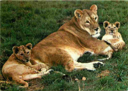 Animaux - Fauves - Lion - Réserve Du PAL De St Pourçain Sur Bresbre - Lionne Et Ses Petits - Zoo - CPM - Voir Scans Rect - Löwen