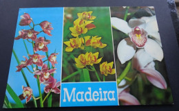 Madeira - Funchal - Orquideas Da Quinta De Boa Vista - Hans Huber, Garmisch-Partenkirchen - Madeira