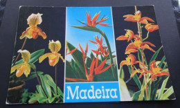 Madeira - Orquideas: Cymbidium Louwamo - Hans Huber, Garmisch-Partenkirchen - Madeira