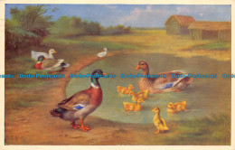 R070590 Old Postcard. Duck Pond. Salmon. 1974 - World
