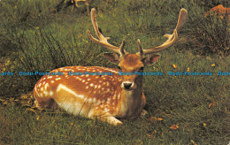 R070592 Fallow Deer. Photo Precision - World