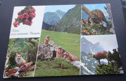 Tiere Aus Unseren Bergen - Rudolf Mathis, Landeck - Reclame Hotel Alpenblick, Imst (Tirol) - Werbepostkarten