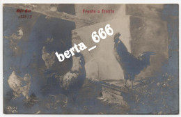 Postal Fotográfico * Galos Frente A Frente * Girão * Circulado 1918 * CPA Coqs Photo Vertiable * Roosters - Vögel