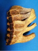 Dent De Pachyderme Fossilisée ( Mammouth Ou éléphant ) - Sonstige & Ohne Zuordnung