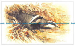 R069901 Badger. White - Monde