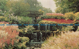R069921 Astilbes. Water Garden. Hodnet Hall Gardens - World