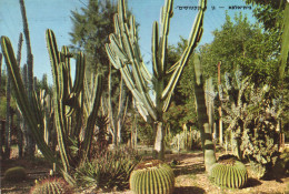 CACTUSSES, CACTI, PLANT, BEIT ALPHA, ISRAEL, POSTCARD - Cactussen