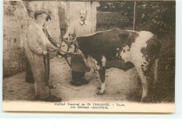 Institut Vaccinal Du Dr Chaunier - Tours - Les Génisses Vaccinifères - Cows
