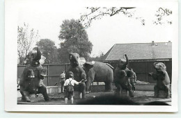 Animaux - Homme Au Milieu D'éléphants Faisant Des Acrobaties - Elefanti