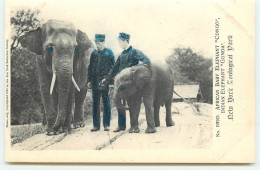 NEW YORK Zoological Park - African Baby Elephant Congo, Indian Elephant Gunda - Other & Unclassified
