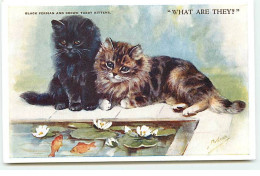 Animaux - Chat - M. Gear - What Are They ? - Black Persian And Brown Tabby Kittens - Poissons Rouges - Chats