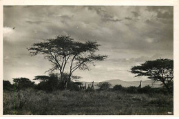 Kenya - Des Girafes - Photographe C. Zagourski N°193 - Kenya