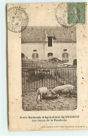 Ecole Nationale D'Agriculture De GRIGNON - Les Cours De La Porcherie - Cochon - Grignon