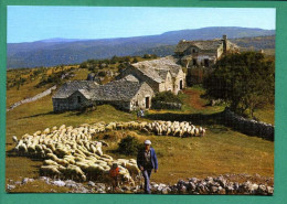 Départ Pour Le Pâturage ( Berger Avec Ses Moutons ( Ferme Aux Toits De Lauze ) Éditions BOS Saint Céré - Sonstige & Ohne Zuordnung