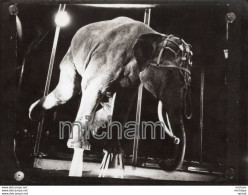 THEME -PHOTO - CIRQUE -  CLOWN  - FRATELLINI     - Photos Ancienne PAS CARTE POSTALE     Elephant - Photographs
