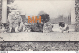 La  Famille  Chat - Cats