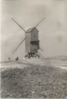 PHOTO  Originale  Cayeux-sur-Mer. Moulin "Crèvecoeur" Jacob Aout 1953 - Personnes Anonymes