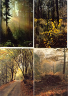 Vintage - 4 Belles C.P. D’Art - Forêts Et Sous-bois - Années 70 - #2 - DR - Bäume