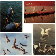 Vintage - 4 Belles C.P. D’Art - Oiseaux - Années 70 - DS - Birds
