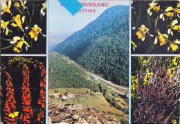 Nyy- 88 Vosges Cpsm  COL Du BUSSANG - Bussang