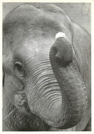 Animaux - Eléphants - Souris Sur Une Trompe D'éléphant - CPM - Voir Scans Recto-Verso - Elephants