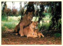 Animaux - Fauves - Lion - Animaux Sauvages - Couple Avec Lionceau - CPM - Voir Scans Recto-Verso - Leones