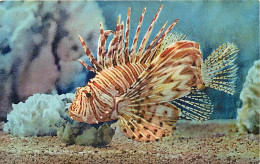 Animaux - Poissons - Musée Océanographique De Monaco - 5 - Pterois Volitans ( Rascasse Volante ) - Carte Neuve - CPM - V - Fish & Shellfish