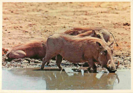 Animaux - Phacochère - Kruger National Park - Zoo - CPM - Carte Neuve - Voir Scans Recto-Verso - Andere & Zonder Classificatie