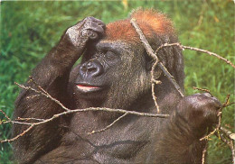 Animaux - Singes - Gorille - Collection Pretegeons La Nature - Carte Neuve - CPM - Voir Scans Recto-Verso - Monos