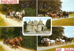 Animaux - Chevaux - CPM - Voir Scans Recto-Verso - Horses