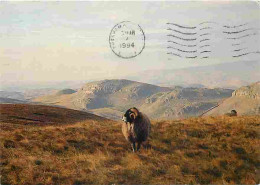 Animaux - Moutons - Bélier - A Swaledale Tup - Yorkshire - View From Rye Loaf Hill - CPM - Voir Scans Recto-Verso - Andere & Zonder Classificatie