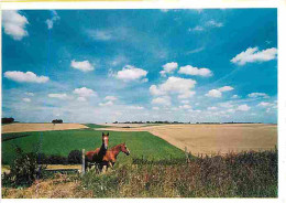 Animaux - Chevaux - Chevaux En Pature - Les Semaines Régionales De L'environnement - Conseil Régional De Picardie - Cart - Horses